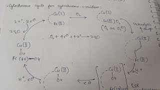 CytochromeCoxidase catalytic cycle [upl. by Gnourt586]