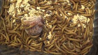 Patiently Separating Pupae from Larvae in the Darkling Beetle Colony [upl. by Gurias189]