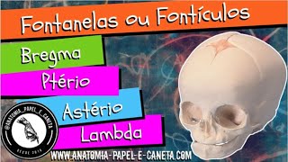 Fontanelas ou Fontículos  BREGMA  PTÉRIO  ASTÉRIO e LAMBDA [upl. by Burnard404]