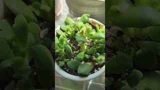 anacampseros succulentsplants mynewfavorite 다육이 shortsvideo fypyoutube fypshorts [upl. by Ilojne]