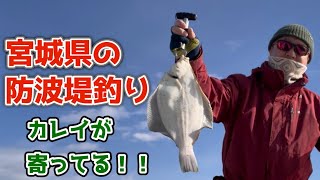 【宮城県の防波堤釣り】今年はカレイの当たり年？前回に続いてまたまたマコガレイが釣れました。 [upl. by Solraced]