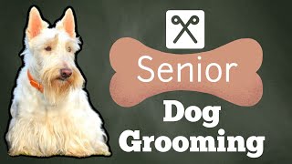 GROOMING a SENIOR dog with SPECIAL NEEDS  Using the Groomers Harness [upl. by Onabru836]