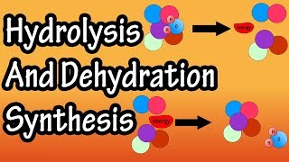 Dehydration Synthesis And Hydrolysis  What Is Anabolism  What Is Catabolism [upl. by Hinda]