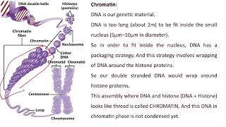 Chromatin Chromosome Chromatid Centromere Hindi [upl. by Pattani]