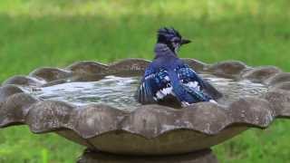 Blue Jay Bird Bath [upl. by Sutsuj]