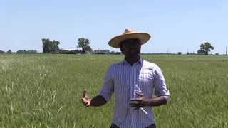 Managing Italian Ryegrass with IWM [upl. by Namolos]