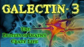 Galectin 3 The quotProtein of Deathsquot Crazy Life [upl. by Donn170]