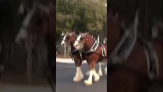 Clydesdale Horse [upl. by Hescock]