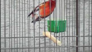 venezüela isketesi red siskin hybrid carduelis cucullata x s canaria f1 [upl. by Trimmer]