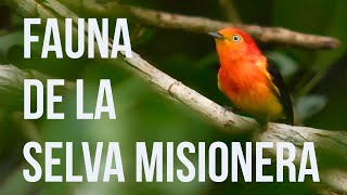 La Selva Misionera🦜🐒 Selva Paranaense  Documental buscando al Bailarín Naranja [upl. by Hanej660]