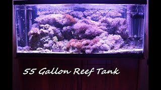 55 Gallon Saltwater Reef Tank Large Maroon Clown Duncans Pulsing Xenia Garden [upl. by Dutch]