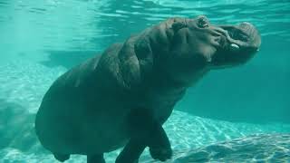 Hippos Amahle and Funani Return to Ituri Forest  San Diego Zoo [upl. by Bayer]