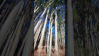 Gumtree grove in Adelaide Hills [upl. by Oflunra813]