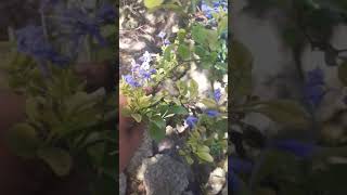 Plant Collection Blue Plumbago Plumbago auriculata Cutting For HomeLandscaping landscaping [upl. by Igiul]