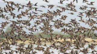 Birds of the Mississippi River Delta [upl. by Imac]