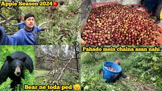 APPLE SEASON 2024 🍎 MANALI  HIMACHAL PRADESH  APPLE ORCHARD  APPLE PULKING  GRADING [upl. by Dinnie]