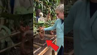 PLANTA QUE GRITA plantas grito natureza nature humor viralvideo harrypotter curiosidades [upl. by Jeramey]