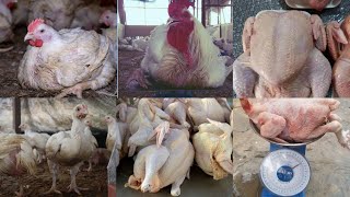 How to make broilers grow fast and rapid weight of over 25kg in 35days My secret broiler remedy [upl. by Geraldine]