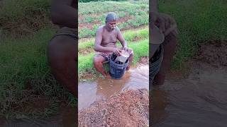 விவசாயம் shortsfeed vivasaayi trending love whatsappstatus ytshorts song agriculture [upl. by Feil]