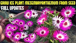 How To Grow Ice PlantMesembryanthemum From SeedsFULL UPDATES [upl. by Vacla]