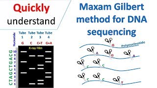 Maxam Gilbert sequencing [upl. by Shay]