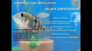 Акара Бирюзовая От икринки до взрослой особи Andinoacara Rivulatus [upl. by Clotilde]