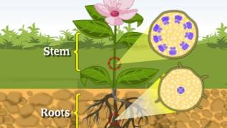 CBSE Class 9 Science Introductory Video Tissues [upl. by Rolyt]