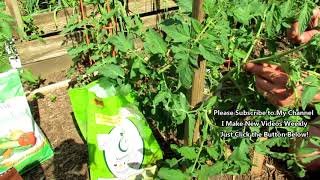 How to Grow Large Beefsteak Tomatoes Detailed PruningSuckers Top Dressing Spraying 3of6 [upl. by Li825]