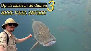 ZO VEEL SNOEK IN HELDER WATER  Op safari in de duinen 3 [upl. by Swithbart238]