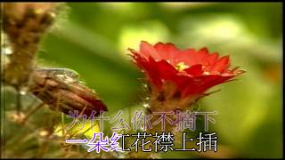 韓寶儀【一朵紅花襟上插】遙遠的愛人 原曲再見上海 1957年電影《銀色萬花筒》主題曲 80年代經典國語懷舊金曲新馬歌後華語老歌精選流行甜美柔情중국노래한보의【HANBAOYI】MUSICVIDEO [upl. by Fayina134]