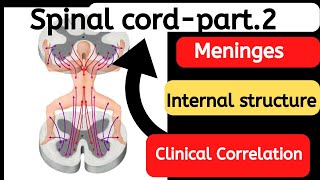 spinal cord anatomy part 2 [upl. by Sirromal146]