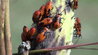 Large Milkweed Bug Lygaeidae Oncopeltus fasciatus on Pod [upl. by Binnings198]