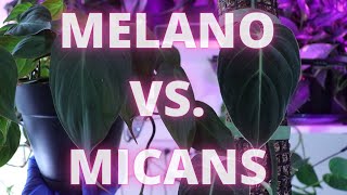 Melanochrysum vs Micans SPOT THE DIFFERENCES EASILY [upl. by Erot155]