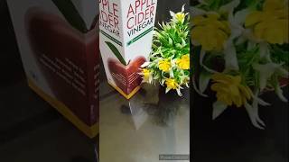 Apple cider viniger for remove AcnePimple amp Hyderabad skinshortfeed skincareglowing [upl. by Itsirc]