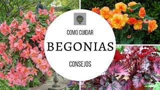 COMO CUIDAR BEGONIAS  TIPS DE UN CORRECTO CULTIVO [upl. by Orlov]