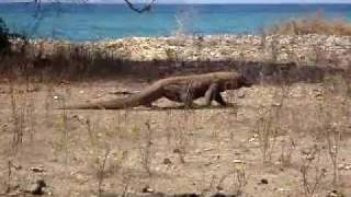 Komodovaraan op Komodo Indonesië [upl. by Apthorp]