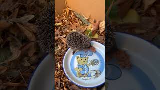 Kleiner Igel im Garten gefunden gefüttert und wieder in Freiheit gesetzt [upl. by Ayotas]