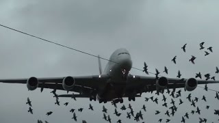 Emirates Airbus A380 Crosswind Landings [upl. by Magocsi]