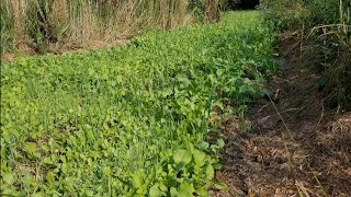 Domain seed quotNO BSquot mix food plot prep and time lapse [upl. by Lerrud]