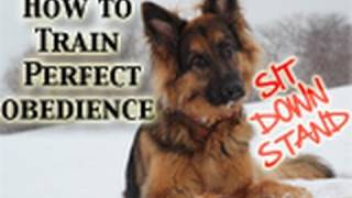 How To Teach Any Dog PERFECT Obedience SitDownStand [upl. by Athenian]