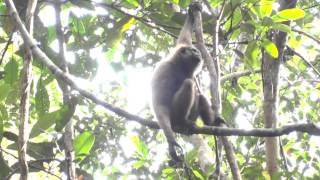 Gibbon swinging through trees in Sabangau [upl. by Teufert]