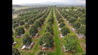 Integrated Farming System KEBUN DURIAN MUSANG KING oleh praktisi tanaman buah [upl. by Neda]