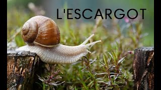 Lescargot documentaire [upl. by Annohsed221]