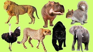 Los Animales africanos para niños  Aprender Animales africanos  El Sonido de los Animales [upl. by Myrna]