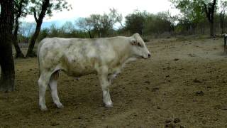 BECERROS CHAROLAIS LOS GANADEROSCOM RSJBOSCHA1 [upl. by Pittman]