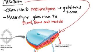 Embryonic Tissues [upl. by Ennayoj]