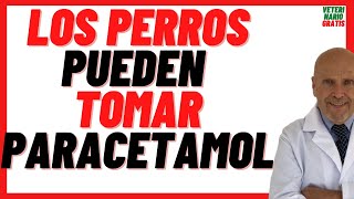 🔴 Se le Puede dar Paracetamol a los Perros 🔴 Dosis como Antiinflamatorio para Perros [upl. by Ekle]