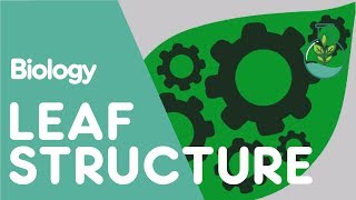 Structure Of The Leaf  Plant  Biology  The FuseSchool [upl. by Nilerual]