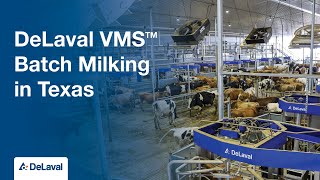 DeLaval VMS™ Batch Milking in Texas [upl. by Joyann]