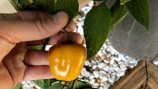 Orange Manzano pod test  2017 pepper review 32 [upl. by Husha830]